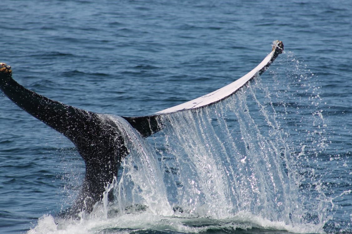 Do the Best Samana Whale Watching Tour from Las Terrenas with HENRY!